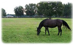 Photo of horse